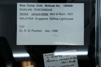 Media type: image;   Malacology 169599 Description: Digital documentation photo of preserved specimen.;